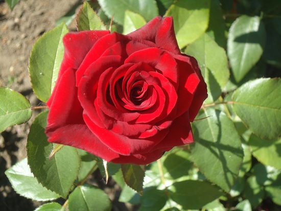 Come prendersi cura di rose di giardino