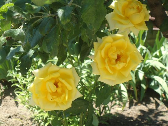 Cura per rose da giardino - le regole di base. Cura di rose da giardino e consigli per la piantagione.