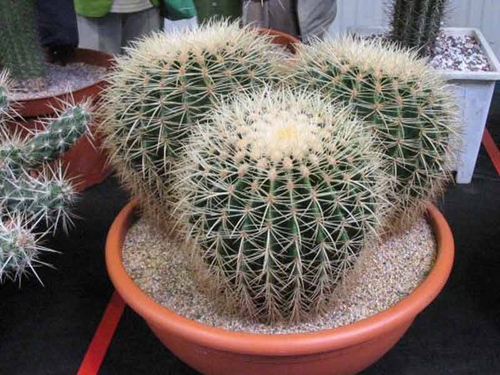 Tipi di cactus: quali sono i nomi dei cactus domestici?