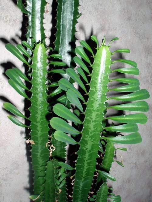 Tipi di cactus: quali sono i nomi dei cactus domestici?