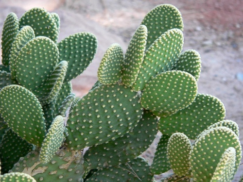 Tipi di cactus: quali sono i nomi dei cactus domestici?