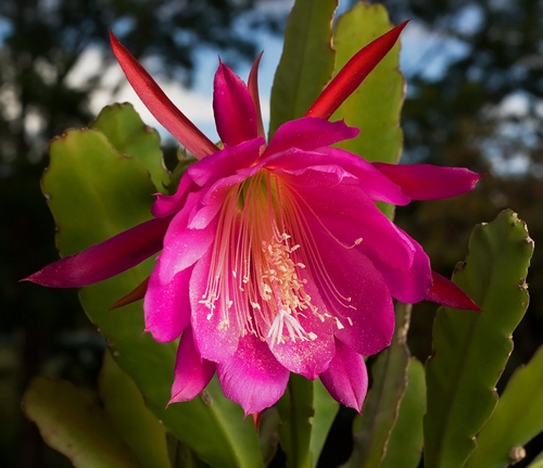 Tipi di cactus: quali sono i nomi dei cactus domestici?