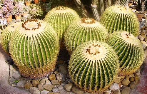Tipi di cactus: quali sono i nomi dei cactus domestici?
