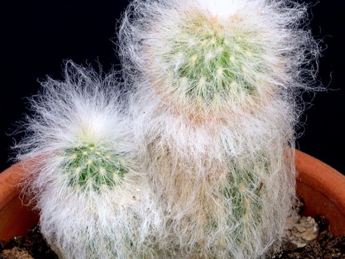 Tipi di cactus: quali sono i nomi dei cactus domestici?