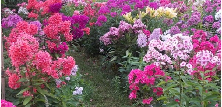 phlox in giardino