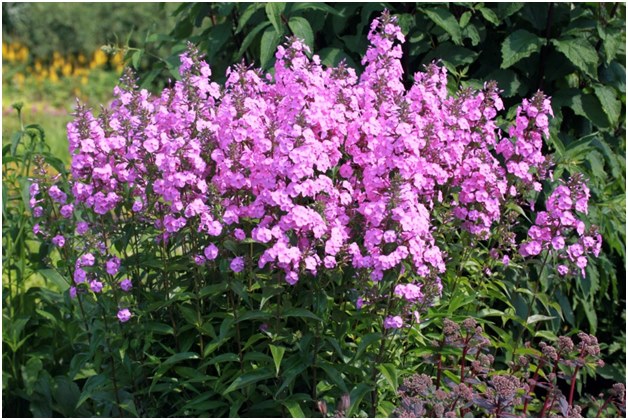 cespuglio phlox