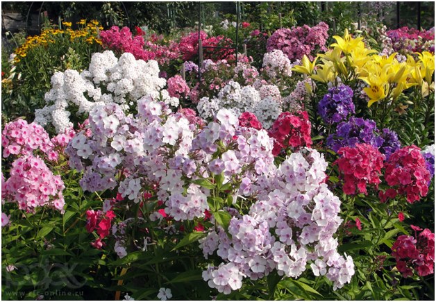 molti colori
