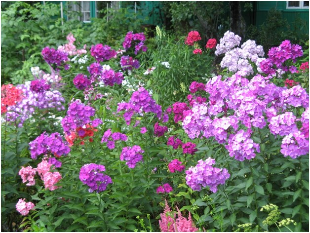 Crescere il phlox correttamente