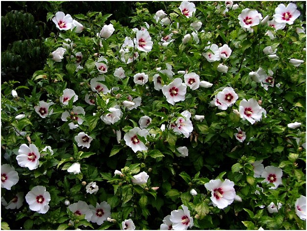 fiori bianchi