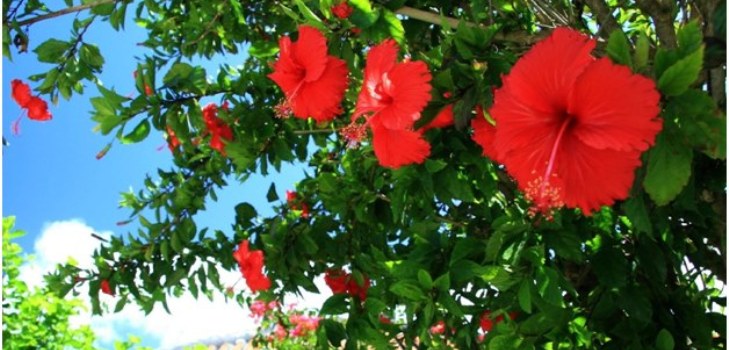 Fiori di ibisco