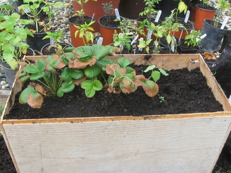 Coltivi le fragole e le fragole sul davanzale