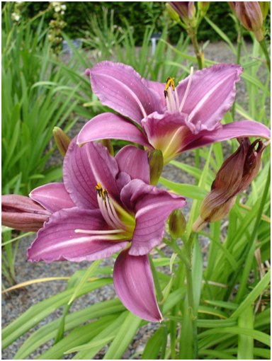 ben tenuto daylily