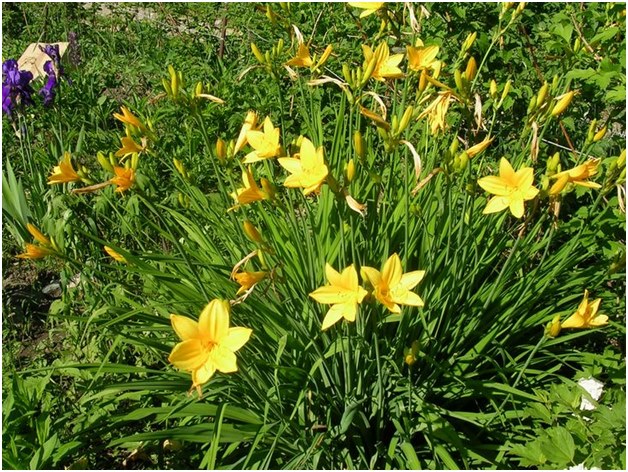 allevamento daylily