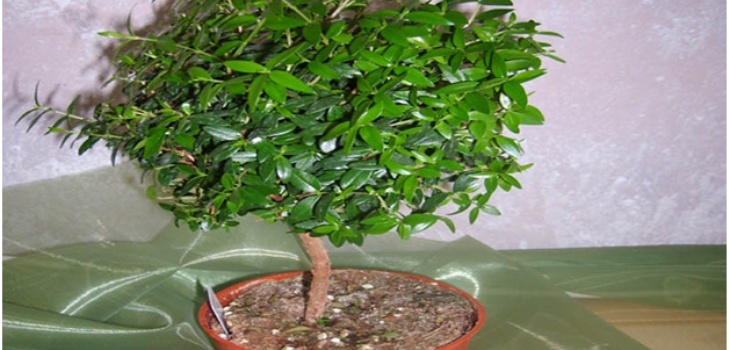 mirto nella vasca