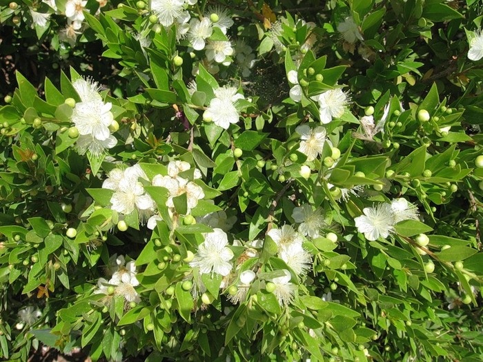 fioritura di mirto