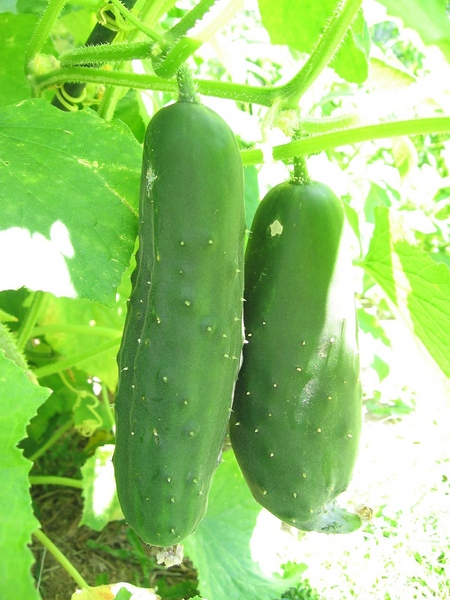 Coltivare verdure sul davanzale della finestra