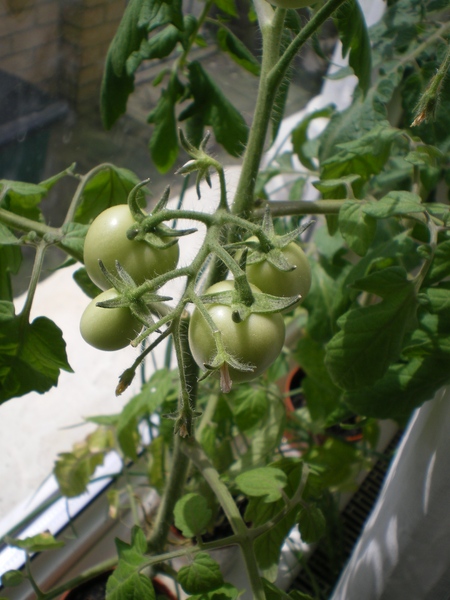 Coltivare verdure sul davanzale della finestra
