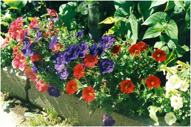 bella petunia