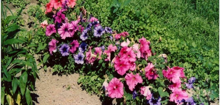 petunias in giardino
