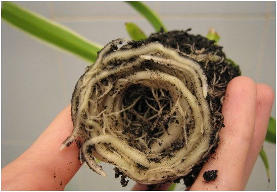 radici di chlorophytum