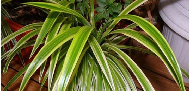 pianta di clorofilla