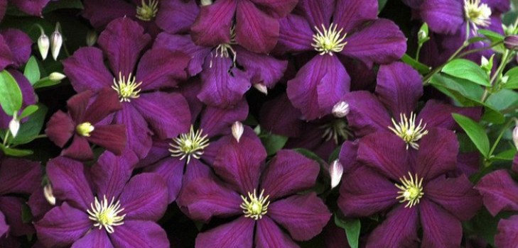 Fiori di clematide