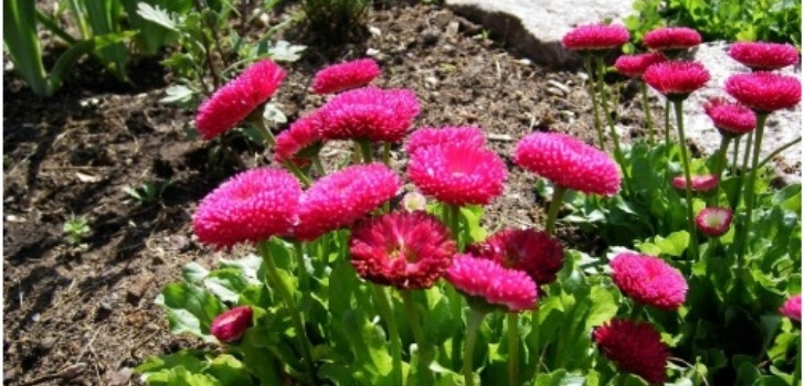 fiori di margherite