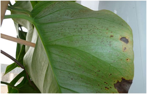 monstera malata