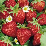 Crescere fragole e fragole Crescere fragole e fragole