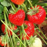 Crescere fragole sulla tecnologia olandese