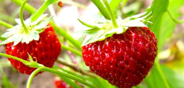 Fragole crescenti in una serra