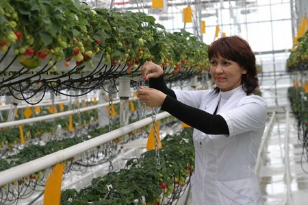 Fragole crescenti in una serra