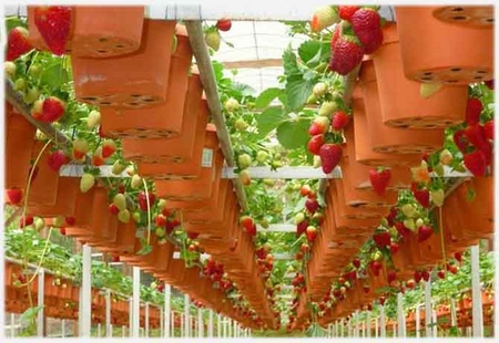 Fragole crescenti in una serra