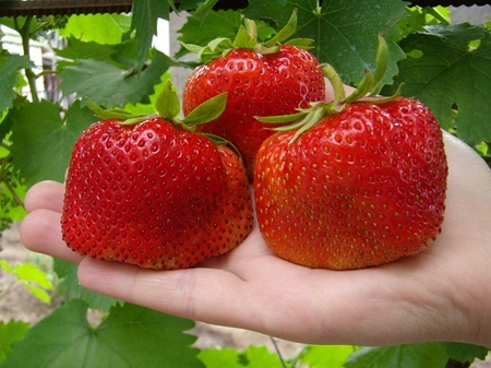 Fragole crescenti in una serra