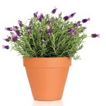 Coltivare la lavanda a casa Coltivare la lavanda a casa