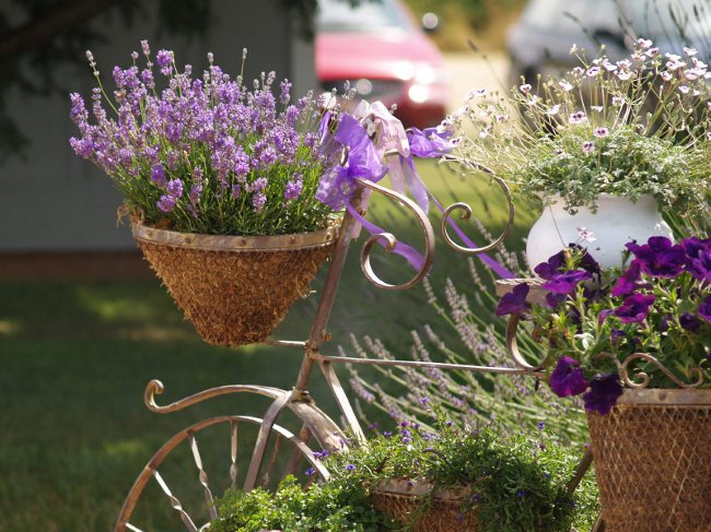 Coltivare la lavanda a casa Coltivare la lavanda a casa