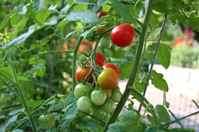 Crescita di verdure e erbe a casa