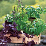 Crescita di verdure e erbe a casa Crescita di verdure e erbe a casa