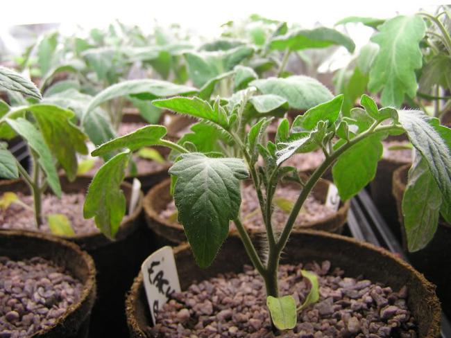 Piantine di pomodoro in crescita