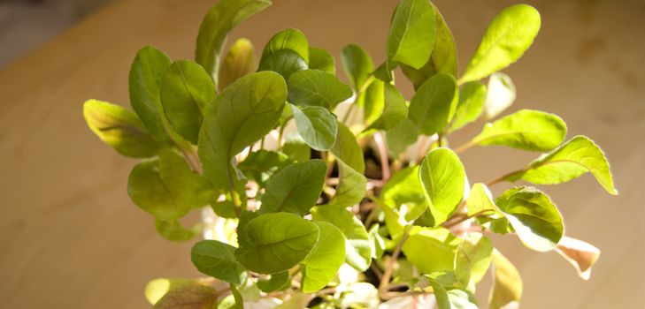 Coltivazione di rucola in condizioni di casa