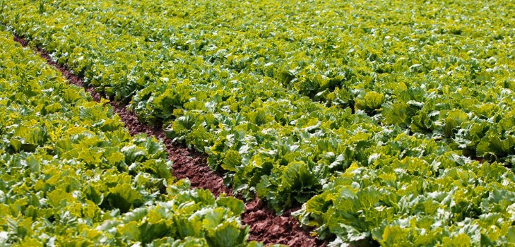 Insalata crescente in teoria e pratica, consigli utili e raccomandazioni