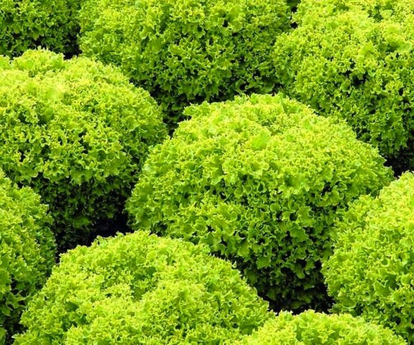 Insalata crescente in teoria e pratica, consigli utili e raccomandazioni
