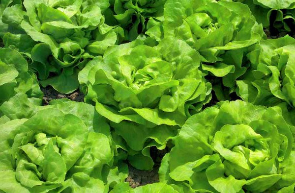 Insalata crescente in teoria e pratica, consigli utili e raccomandazioni