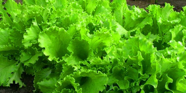 Insalata crescente in teoria e pratica, consigli utili e raccomandazioni