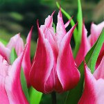 Coltivazione di tulipani in giardino Coltivazione di tulipani in giardino