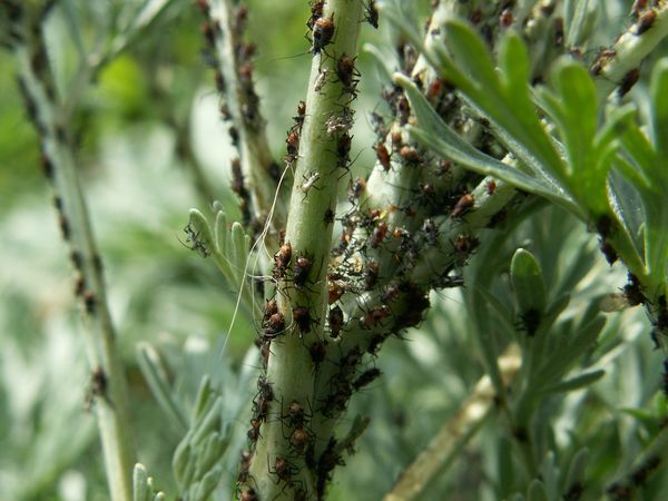 Controllo dei parassiti nel giardino