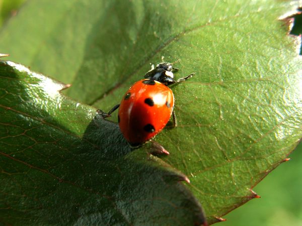 Controllo dei parassiti nel giardino