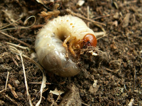 Controllo dei parassiti nel giardino
