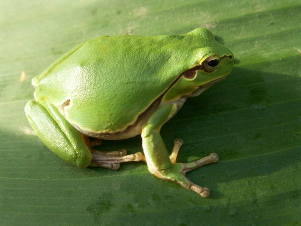 Controllo dei parassiti nel giardino