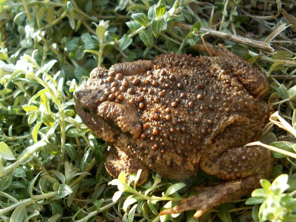 Controllo dei parassiti nel giardino